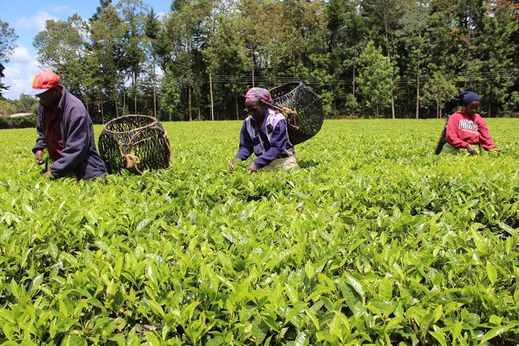 Kenya Tea Development Agency: Empowering Millions Through Farmer-Driven Enterprise